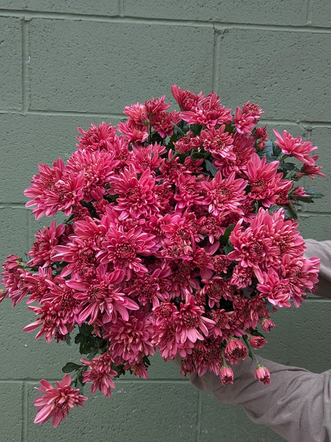 Mum Coral Charm-3 Rooted Cuttings