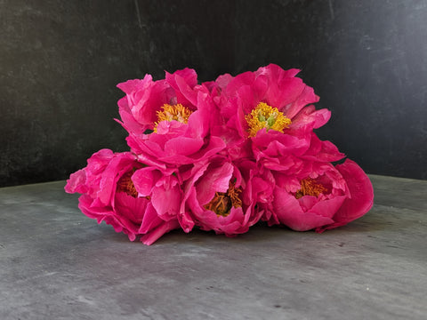 Peony Paula Fey-Bareroot Plant