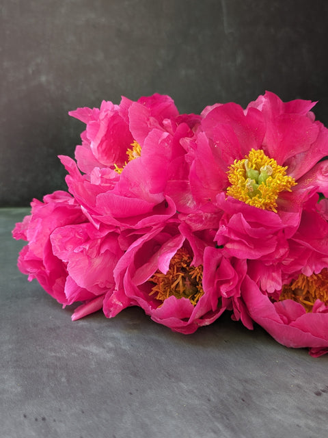Peony Paula Fey-Bareroot Plant