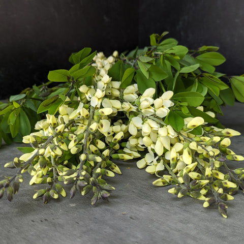 Baptisia Vanilla Cream II-3 Plugs