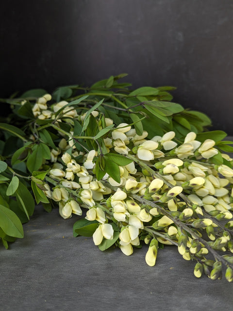 Baptisia Vanilla Cream II-3 Plugs