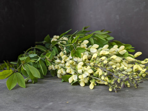 Baptisia Vanilla Cream II-3 Plugs