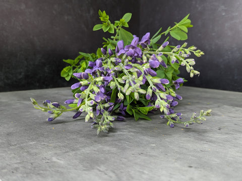Baptisia False Indigo-Bareroot Plant