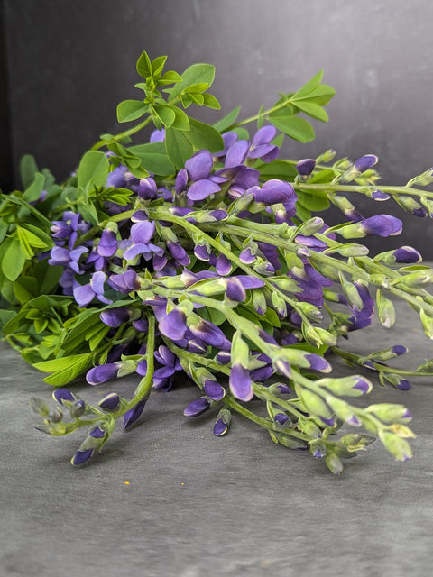Baptisia False Indigo-Bareroot Plant