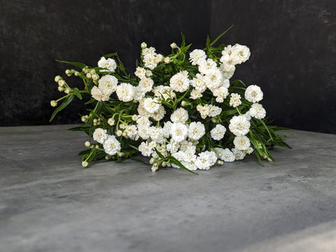 Yarrow Peter Cottontail-3 Plugs