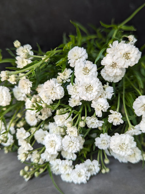 Yarrow Peter Cottontail-3 Plugs