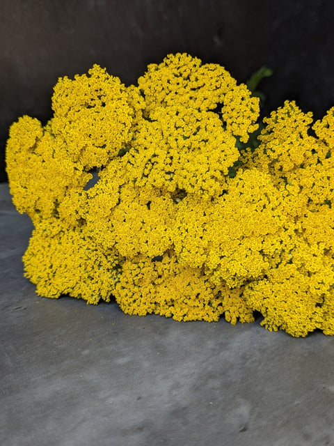 Yarrow Cloth of Gold-Bareroot Plant
