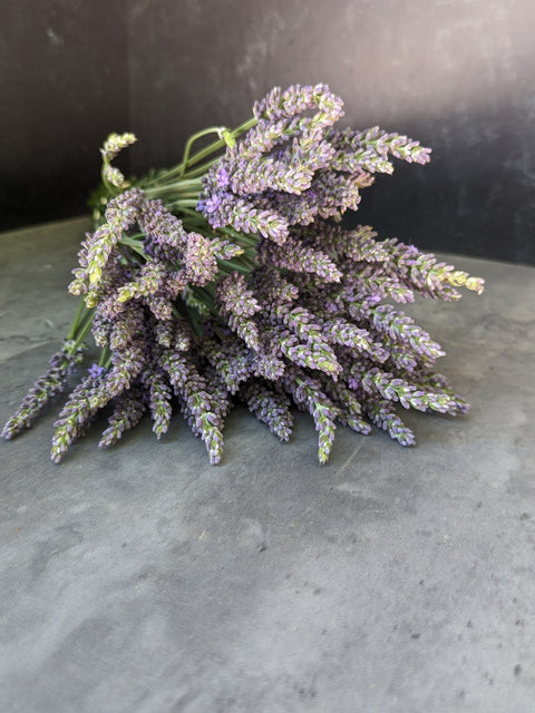 lavender plug plants wholesale Lavender Phenomenal®-3 Plugs