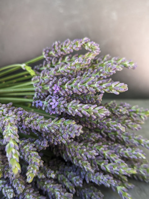 Lavender Phenomenal®-3 Plugs