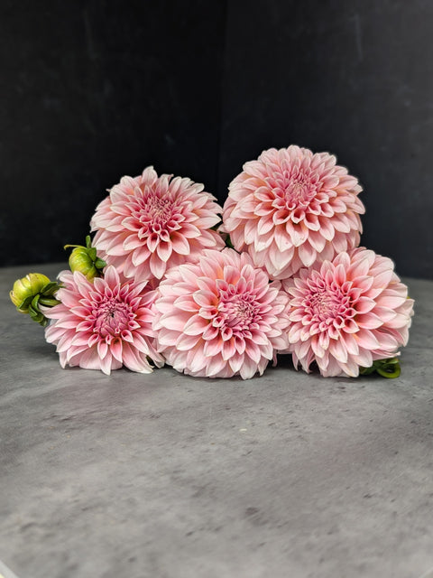 Dahlia Tuber Mix-Sunset Mix- 10 tubers - Sunny Meadows Flower Farm