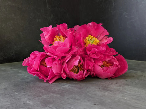 Peony Paula Fey-Bareroot Plant