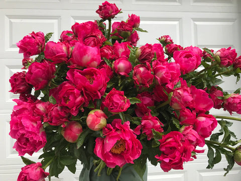 Peony Paula Fey-Bareroot Plant