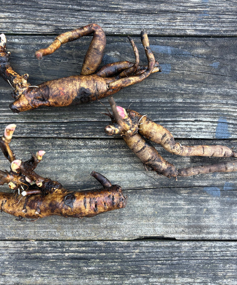 Peony Paula Fey-Bareroot Plant