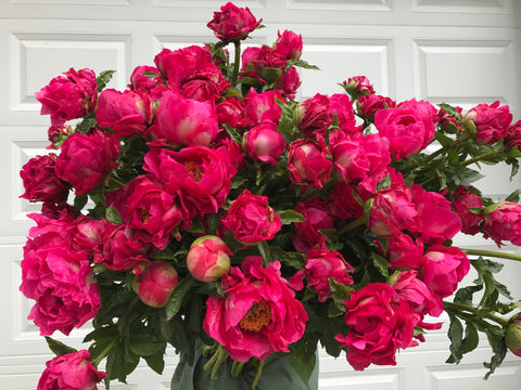 Peony Paula Fey-Bareroot Plant