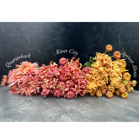 Mum Apricot Alexis-3 Rooted Cuttings