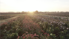 Sunny Meadows Flower Farm