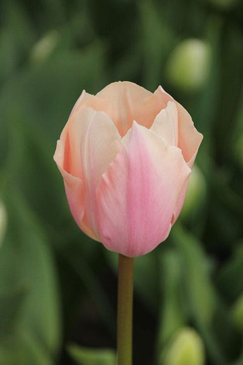 Tulip Bulbs-Thijs Boots
