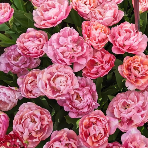 Tulip Bulbs-Amazing Grace