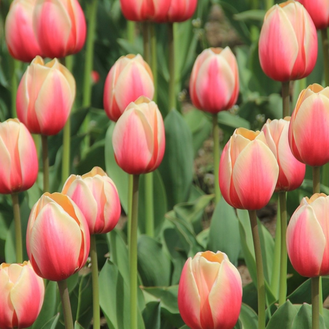 Tulip Bulbs-Apricot Foxx