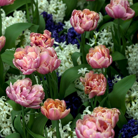 Tulip Bulbs-Beachberry