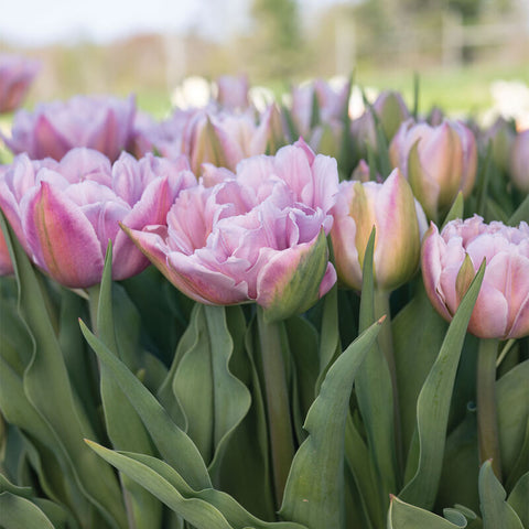 Tulip Bulbs-Katinka