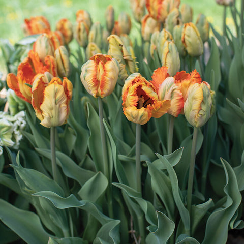 Tulip Bulbs-Parrot King