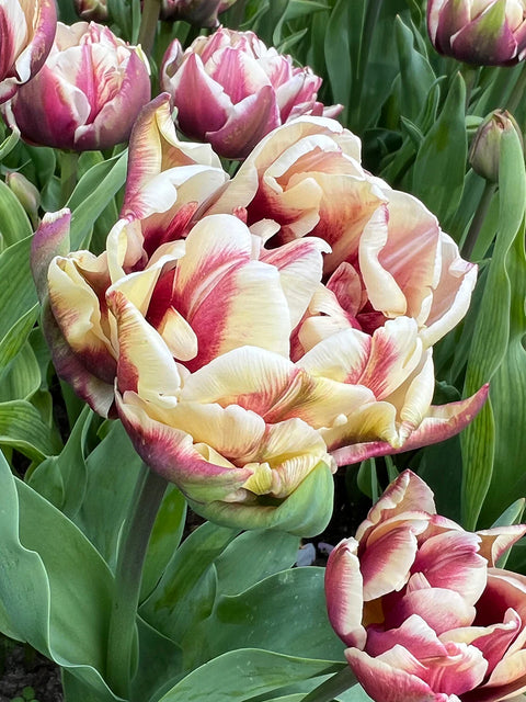Tulip Bulbs-Wyndham