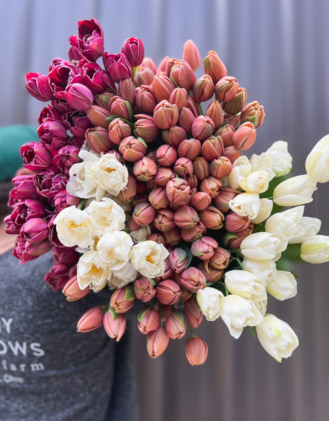 Bulbs + Corms