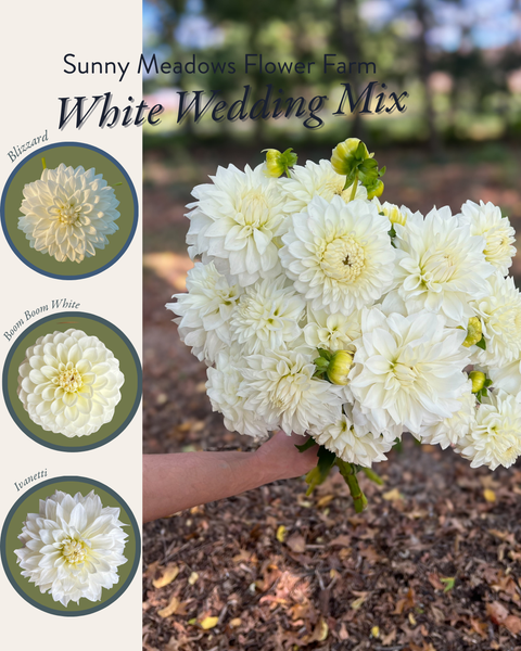 Dahlia Tuber Mix-White Wedding-10 Tubers - Sunny Meadows Flower Farm