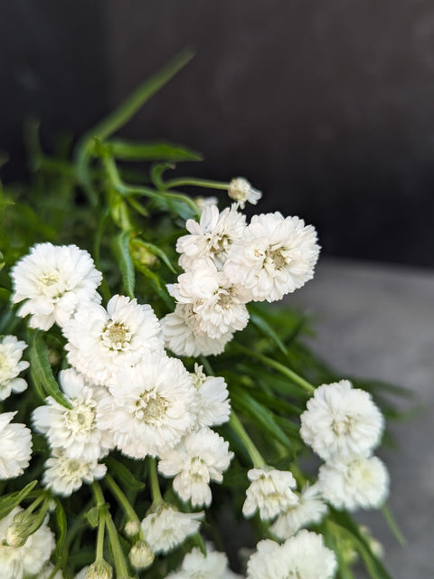 Yarrow Peter Cottontail-3 Plugs