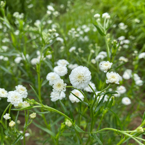 Yarrow Peter Cottontail-3 Plugs