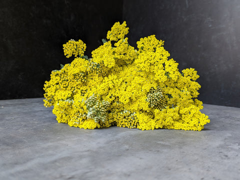 Yarrow Sassy Summer Lemon-3 Plugs