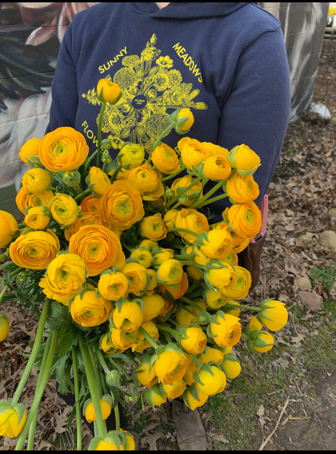 Ranunculus Corms-Yellow