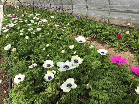 Anemone Corms-Mystery Pack