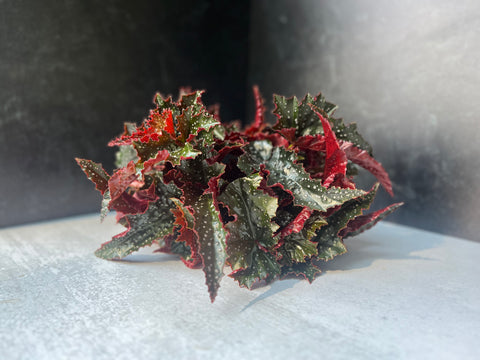 Begonia Fannie Moser-3 Plugs