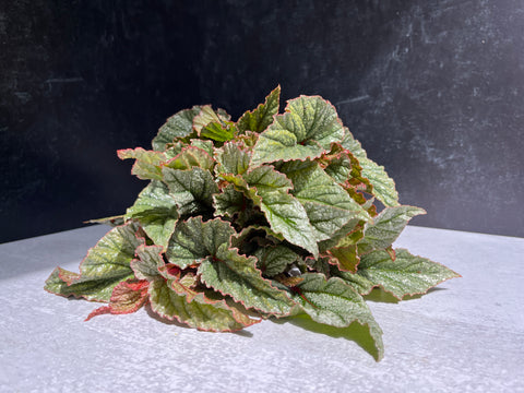Begonia Frosty-3 Plugs