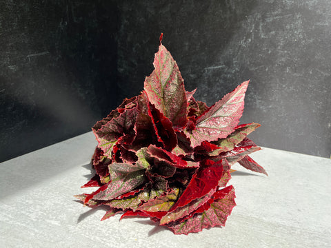 Begonia Miss Mummy-3 Plugs