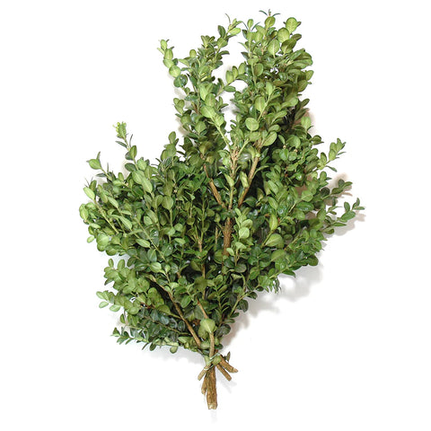 Evergreen Bunch-Boxwood - Sunny Meadows Flower Farm