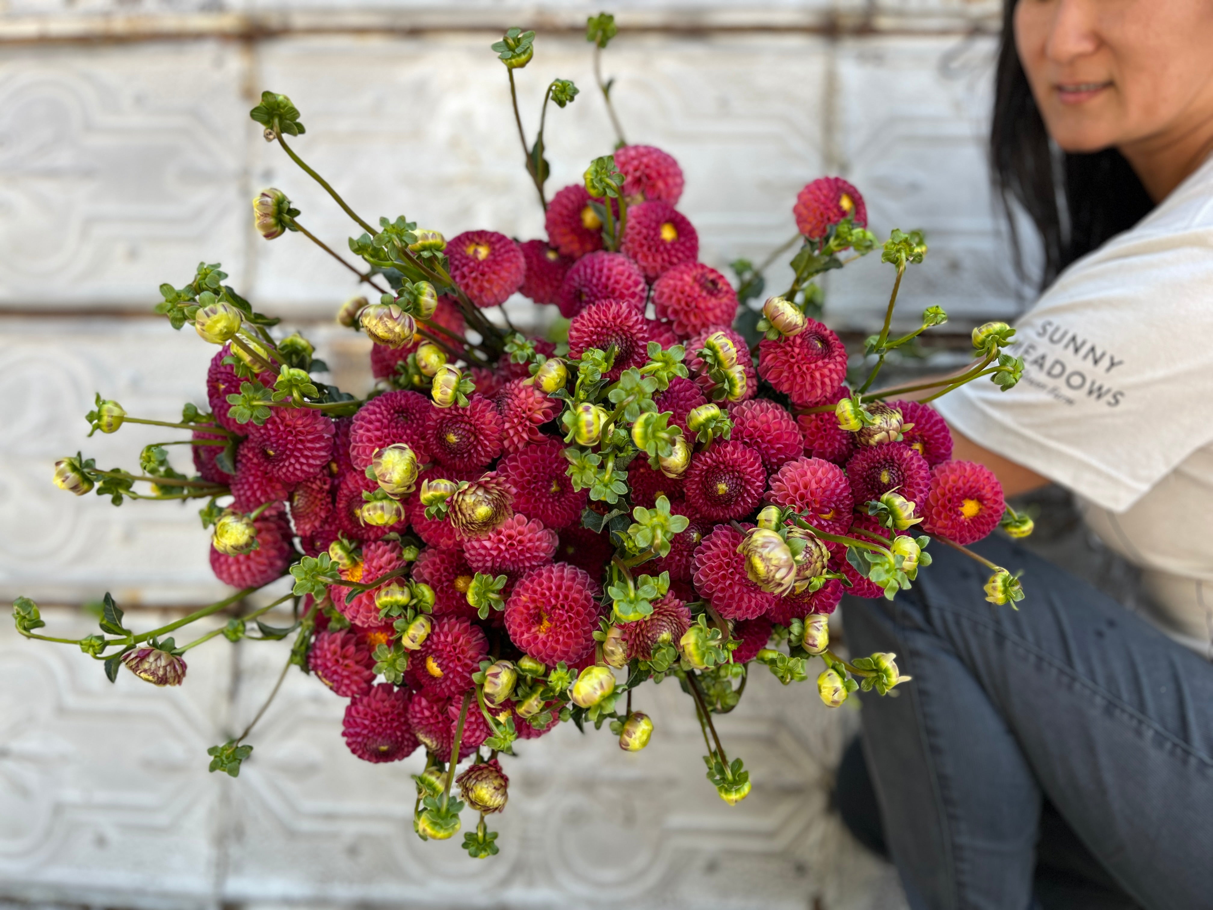 Sunny Meadows Flower Farm Dahlia Tuber - Thumbnail 3