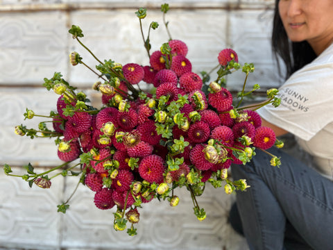 Dahlia Tuber Burlesca