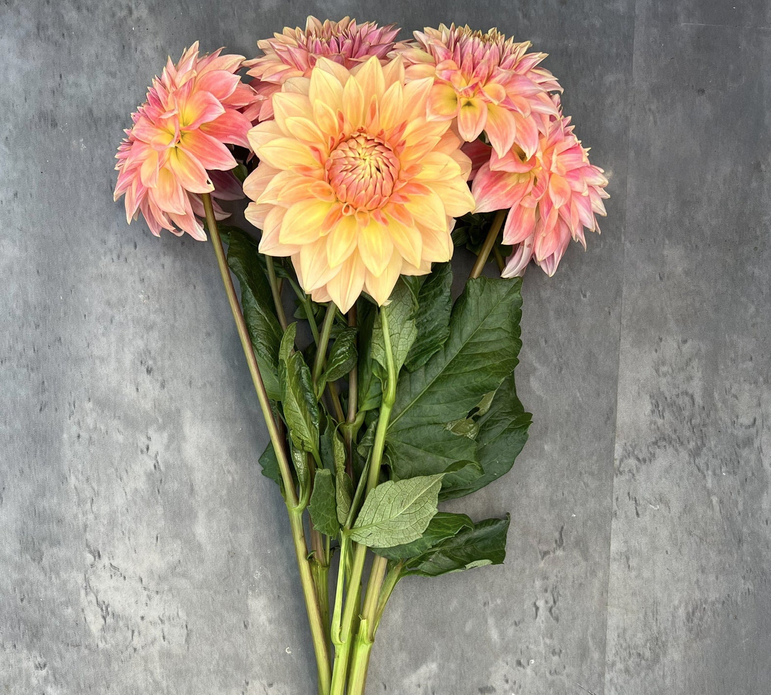 Dahlia Bloomquist Alan-3 Rooted Cuttings | Sunny Meadows Flower Farm