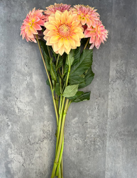 Dahlia Bloomquist Alan-3 Rooted Cuttings - Sunny Meadows Flower Farm