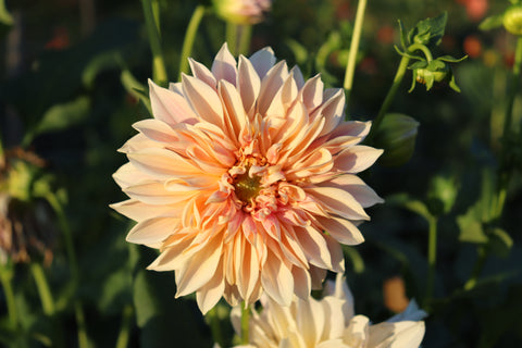 DAHLIAS & MUMS