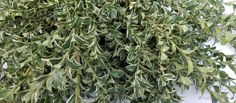 Evergreen Bunch-Oregonia - Sunny Meadows Flower Farm