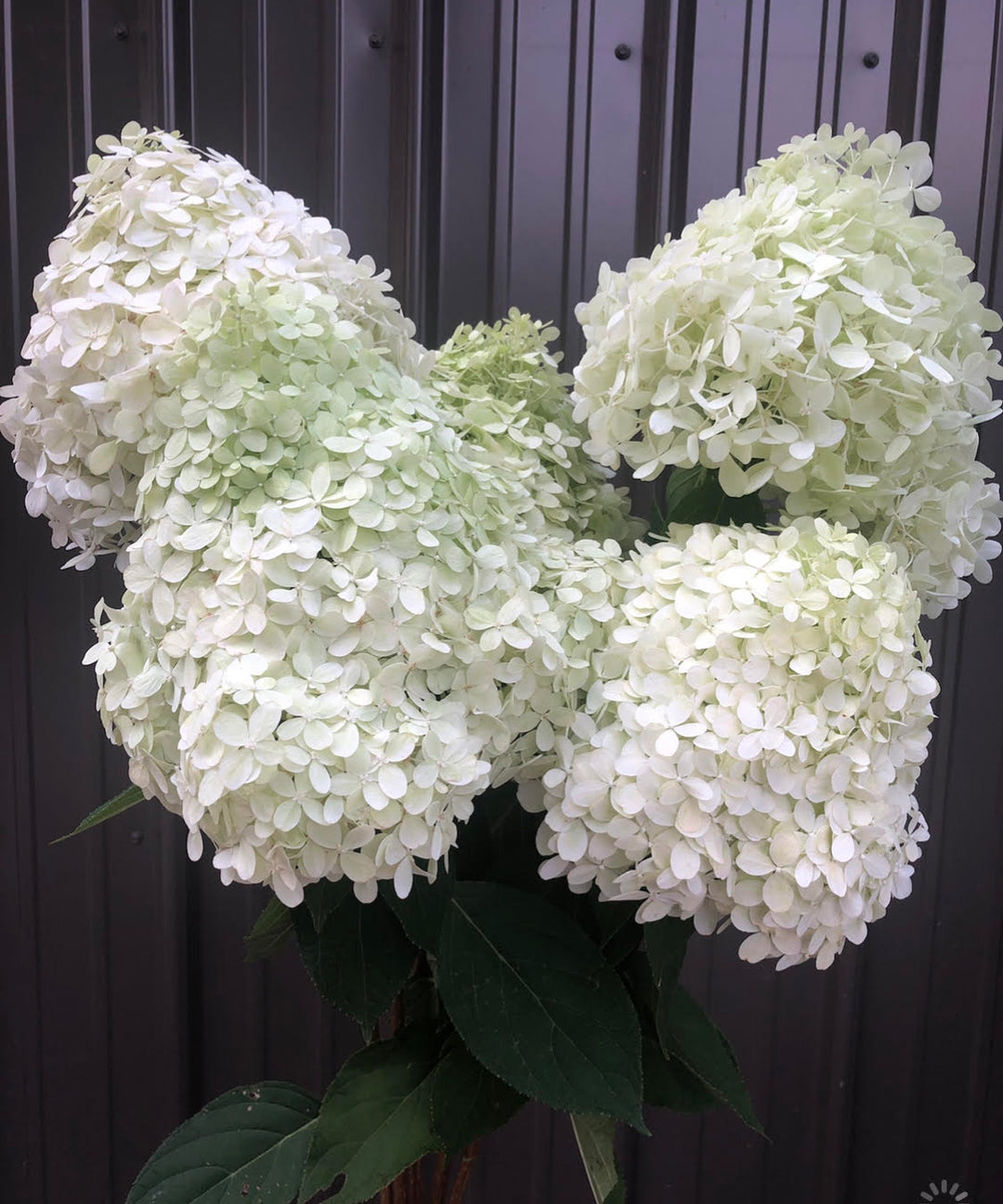 Hydrangea Silver Dollar-5 Bareroot Plants