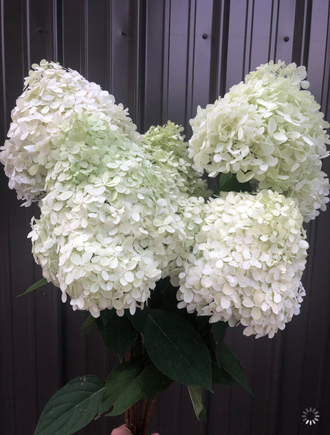Hydrangea Silver Dollar-5 Bareroot Plants