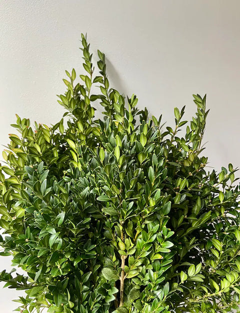 Evergreen Bunch-Boxwood - Sunny Meadows Flower Farm