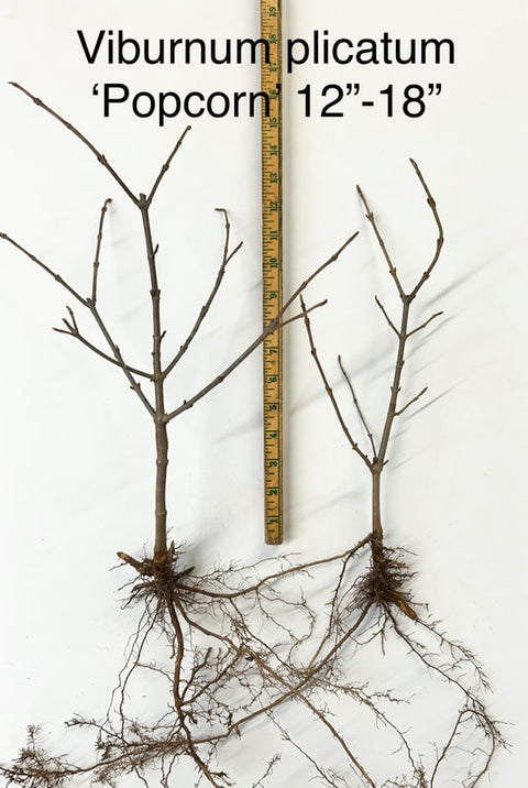 Viburnum Plicatum Popcorn-5 Bareroot Plants