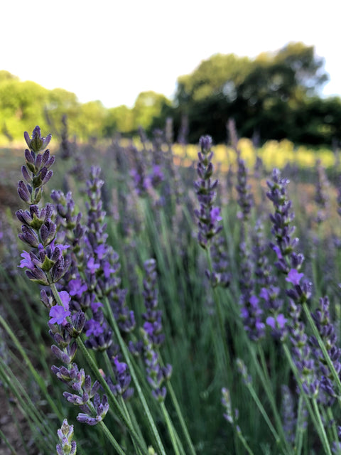lavender plant plugs Lavender Phenomenal®-3 Plugs