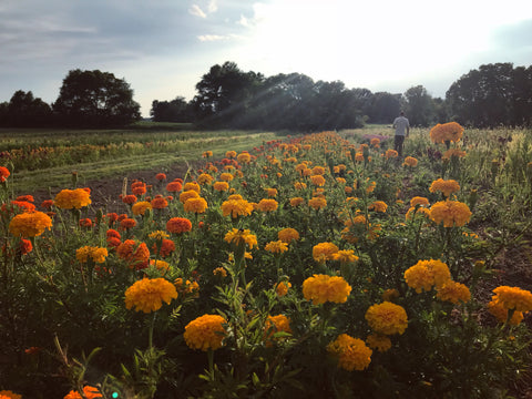 Holiday Marigolds at Your Door
